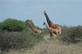 Good News for Giraffes at CITES CoP18